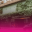 back-local-ayo.png
